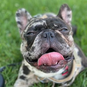 Meet your Posher, D. alexus